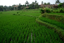 Ubud